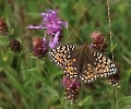 Hochmoor-Perlmutterfalter