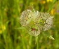 Taubenscabiose