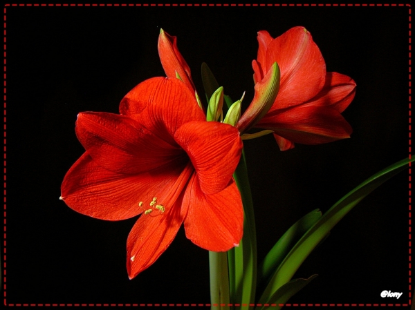 Amaryllis