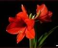 Amaryllis