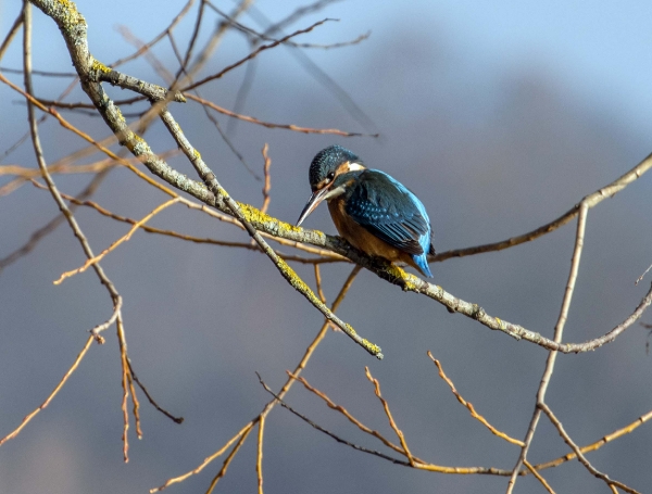 Der Eisvogel ist ein sehr scheuer Geselle.