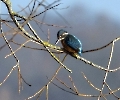 Der Eisvogel ist ein sehr scheuer Geselle.