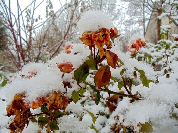 Schneebedeckte Rosen