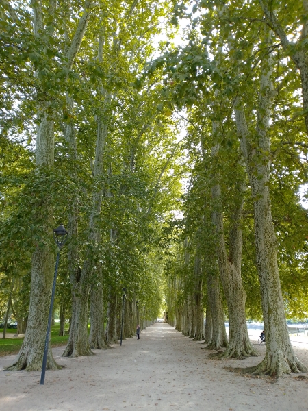 Allee in Besancon