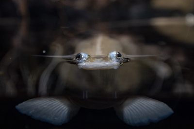 Da sich die Brennweite unter Wasser um Faktor 1,4 verlängert sind nur die Augen scharf die aus dem Wasser ragen.