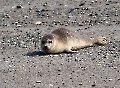 Kegelrobbenbaby auf der Düne von Helgoland