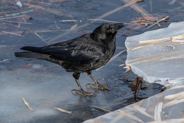 Der seltene Eisvogel :-)