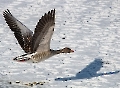 Tiefflug über den Schnee