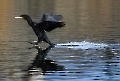 Wie man sieht setzt der Kormoran zuerst mit den Schwanzfedern auf