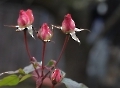 All die Rosenknospen auf der Erden, Wann sie Rosen in dir selber werden. (Christian Wagner)