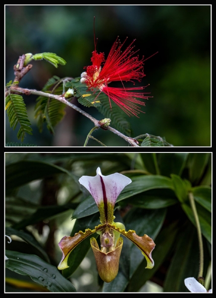 Die Wilhelma ist nicht nur ein Zoo sondern auch ein sehenswerter botanischer Garten