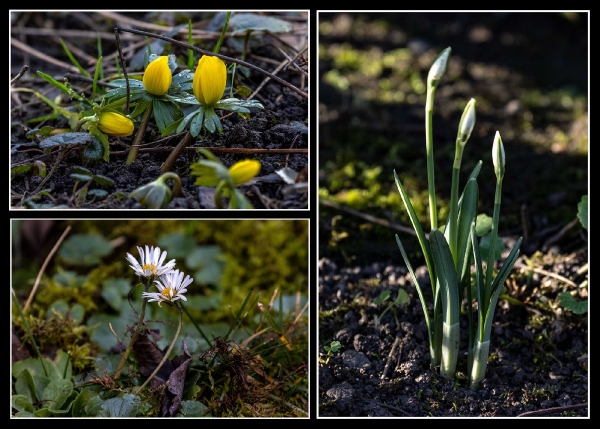 Heute habe ich schon die ersten Frühlingsboten entdeckt.