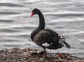 Trauerschwan. Derzeit haben wir 2 Brutpaare 