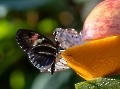 Orange zum Frühstück...nicht schlecht.