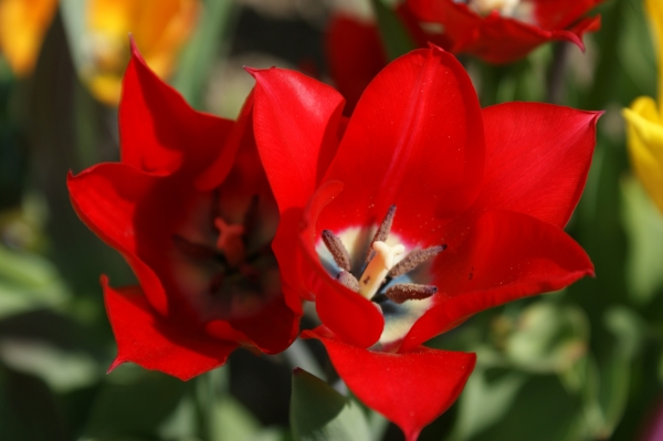 Tulpen in voller Blüte