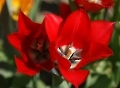 Tulpen in voller Blüte