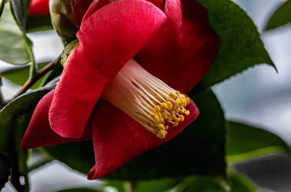 Diese Kamelienblüte hatte besonders große Stempel