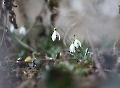 Schneeglöckchen ohne Schnee