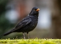 Die Amsel schaute ob ich auch Regenwürmer mitgebracht habe.