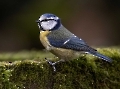 Das ist eine besonders neugierige Blaumeise