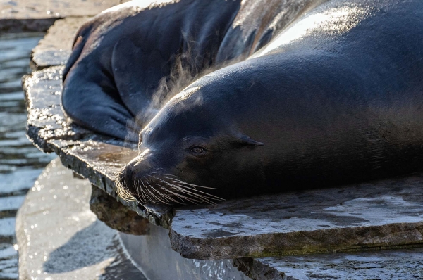 Wenn die direkt aus dem Wasser kommen