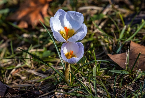 Man sieht sie schon in allen Farben