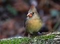 Der ist in der Wilhelma bei den Hechten unter gekrochen