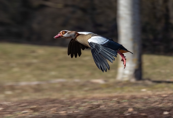 Nilgänse jagen derzeit ihre Nebenbuhler