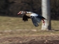 Nilgänse jagen derzeit ihre Nebenbuhler