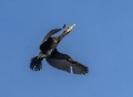 Frau Kormoran fliegt der Sonne entgegen