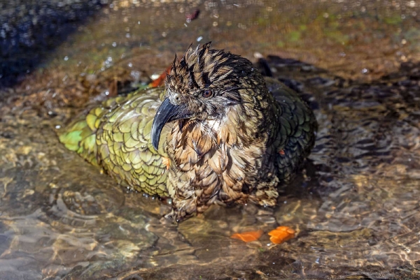 Keas gehen gerne ins Freibad