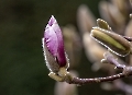 In der Wilhelma beginnt die Magnolienblüte