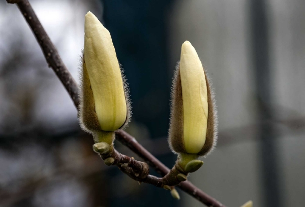 Wenn diese Magnolienblüten aufgehen sind sie fast weis.