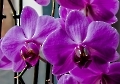 Orchideen