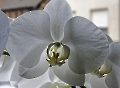 Orchideen