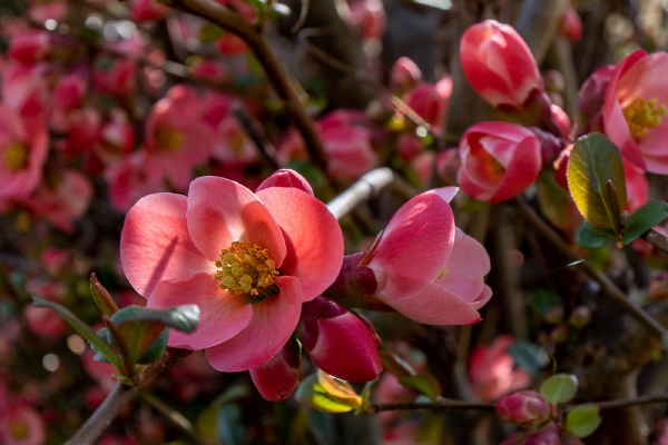 Diese Zierquitte steht unbeachtet in einem verwilderten Garten und blüht jedes Jahr wunderschön