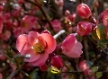 Diese Zierquitte steht unbeachtet in einem verwilderten Garten und blüht jedes Jahr wunderschön