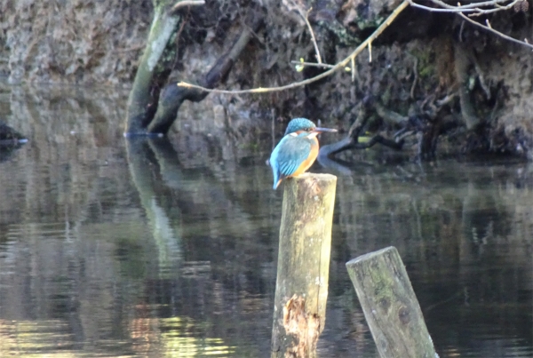 Eisvogel