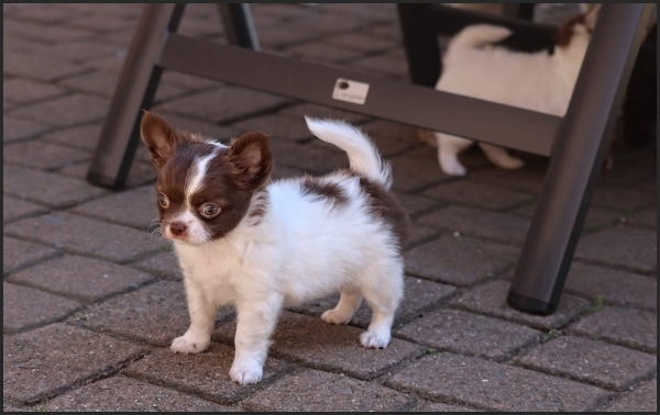 Kleine Chiwawa Puppis