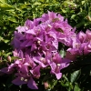 Bogainvillea