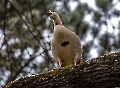 Nilgänse sind Baumbrüter und kommen jedes Jahr auf den Friedhof um Nachwuchs zu bekommen. 