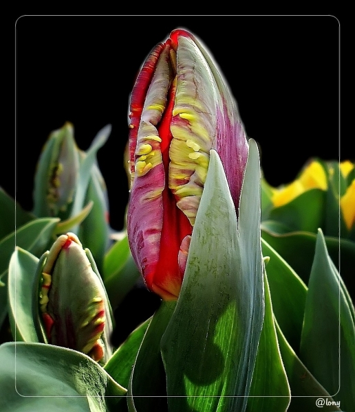 Tulpen