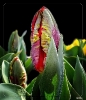 Tulpen