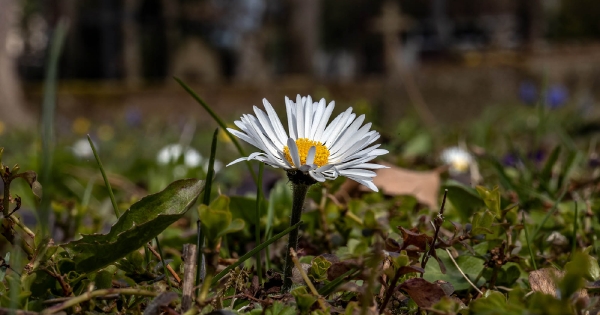 Das ist die eindrucksvolle Gänseblümchen Blüte