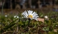 Das ist die eindrucksvolle Gänseblümchen Blüte