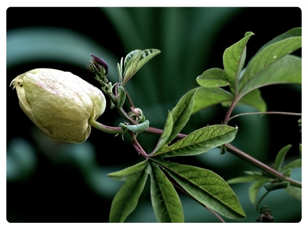 Auch die Clematis hat schon 