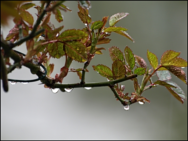 Junge Rosenblätter im Regen