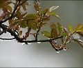 Junge Rosenblätter im Regen