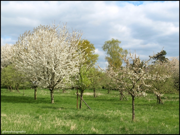 Die Natur erwacht