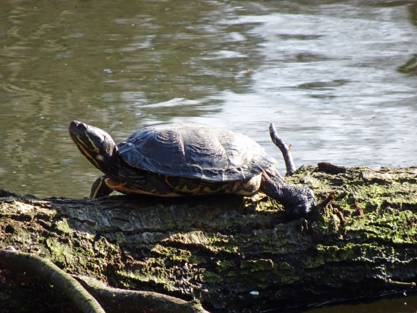 Schnappschildkröte